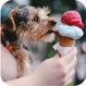 dog_with_ice-cream